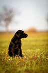 Labrador Retriever Welpe