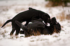 junger Labrador Retriever