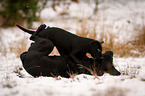 junger Labrador Retriever