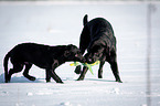 junger Labrador Retriever