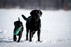 junger Labrador Retriever