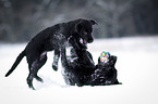 junger Labrador Retriever