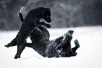 junger Labrador Retriever