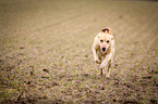 rennender Labrador Retriever