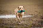 rennender Labrador Retriever