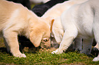 Labrador Retriever Welpe