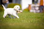 Labrador Retriever Welpe
