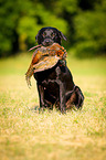 sitzender Labrador Retriever