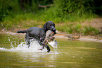 Labrador Retriever auf Entenjagd