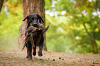 rennender Labrador Retriever