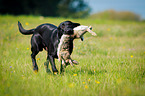 Labrador Retriever auf Hasenjagd