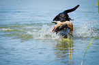 Labrador Retriever auf Entenjagd