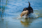 Labrador Retriever auf Entenjagd