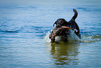 Labrador Retriever auf Entenjagd