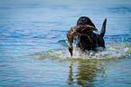 Labrador Retriever auf Entenjagd