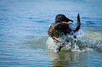 Labrador Retriever auf Entenjagd