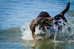 Labrador Retriever auf Entenjagd