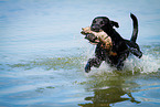 Labrador Retriever auf Entenjagd