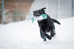 rennender Labrador Retriever