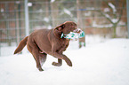 rennender Labrador Retriever
