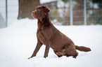 sitzender Labrador Retriever