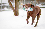 rennender Labrador Retriever