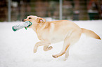 rennender Labrador Retriever