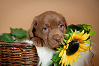 Labrador Retriever Portrait