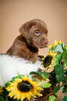Labrador Retriever Welpe