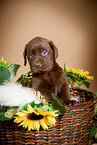 Labrador Retriever Welpe