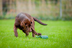 Labrador Retriever