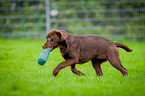 rennender Labrador Retriever