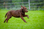 rennender Labrador Retriever