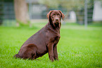 sitzender Labrador Retriever