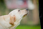 Labrador Retriever Portrait