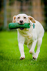 rennender Labrador Retriever