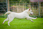 rennender Labrador Retriever