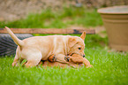 Labrador Retriever Welpen