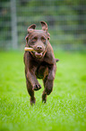 rennender Labrador Retriever