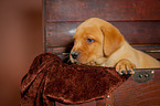 Labrador Retriever Welpe