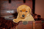 Labrador Retriever Welpe