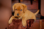 Labrador Retriever Welpe