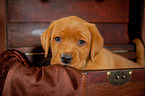 Labrador Retriever Portrait