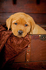 Labrador Retriever Portrait