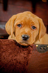 Labrador Retriever Portrait