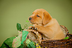 Labrador Retriever Welpe