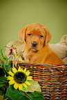 Labrador Retriever Welpe