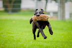 rennender Labrador Retriever