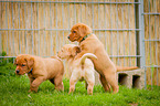 Labrador Retriever Welpen