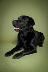 liegender Labrador Retriever